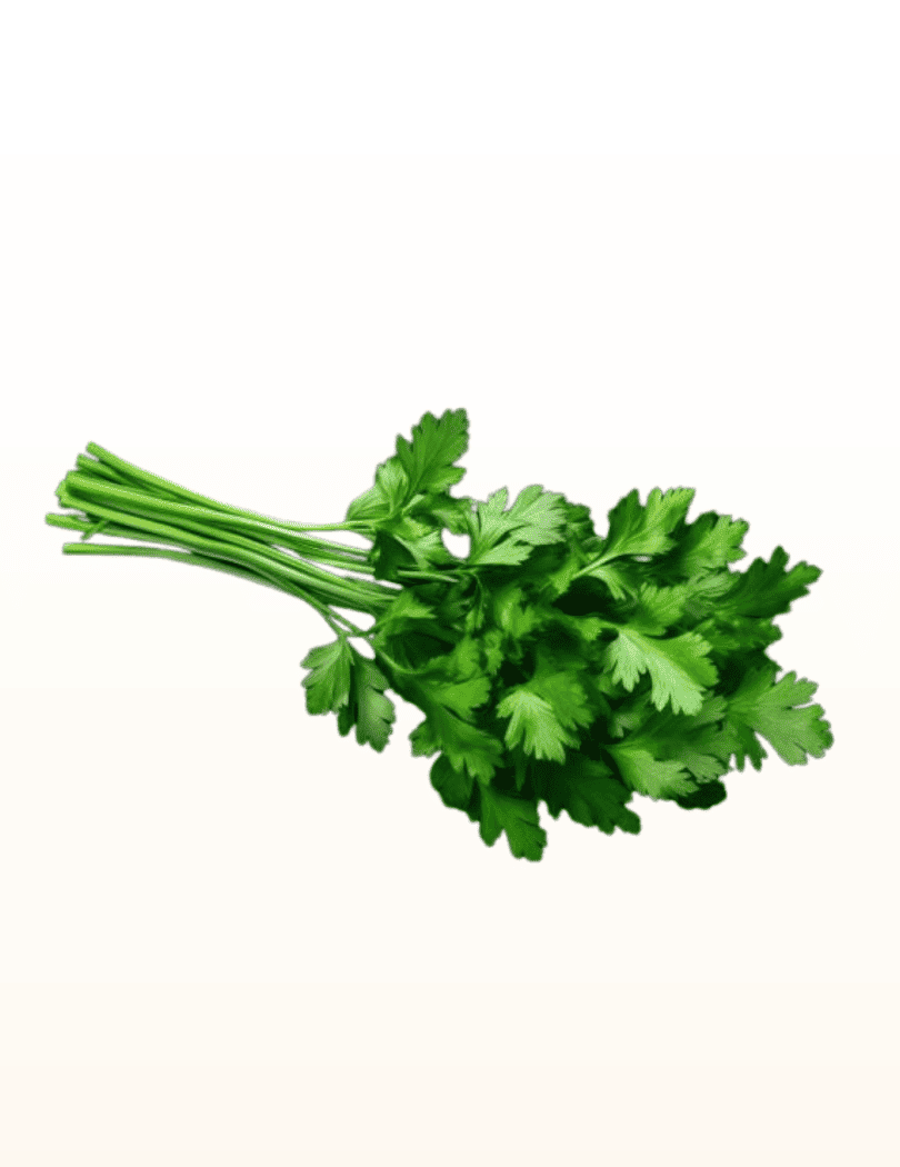 Coriandre