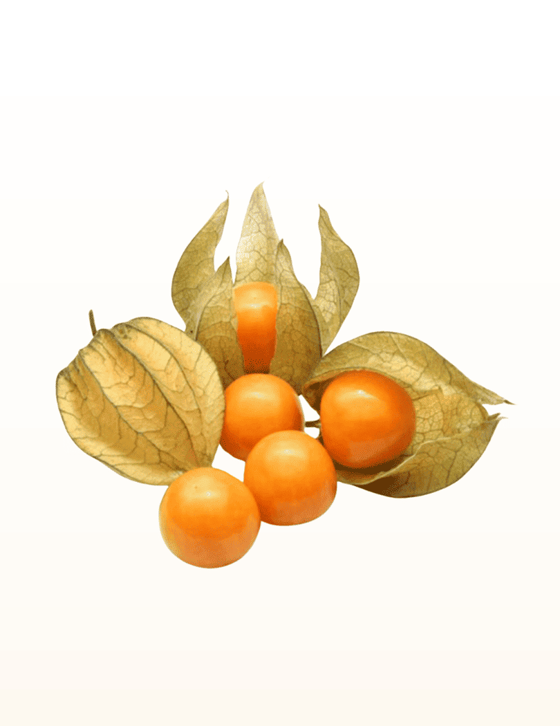 Physalis